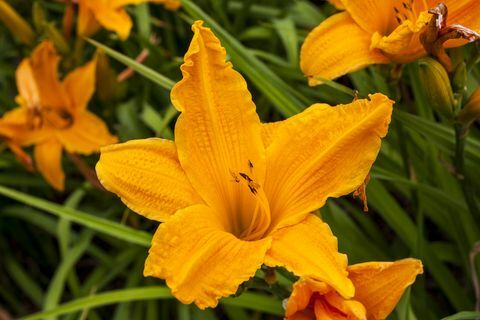 Hemerocallis „Burning Daylight“