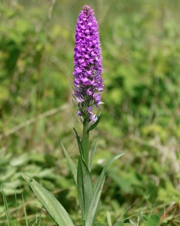 jižní bahenní orchidej dactylorhiza praetermissa rostlina v květu