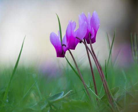 Cyclamen rostoucí v trávě