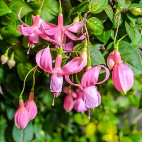 zahradní oáza, fuchsie 'pink galore', ega1xa jemná růžová fuchsie květina na pozadí přírody zelené listy, růžová habaděj, detailní