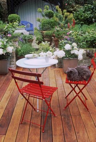 Perská kočka na židli v zahradě