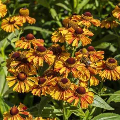 helenium autumnale 'západní směs'