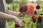 Chelsea Flower Show 2020: RHS Garden pro přátelství, osamělost