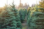 Výběr ekologicky šetrného vánočního stromu