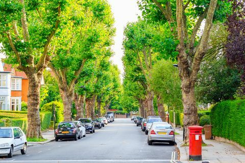Ulice lemovaná stromy v londýnské West Hampstead