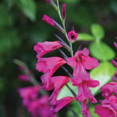 Gladiolus italicus - cibule Gladioli