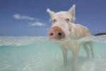 Slavná plavecká prasata na Bahamách nalezená mrtvá poté, co turisté podávají alkohol