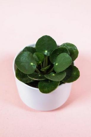 Pilea Peperomioides, 2palcový hrnec
