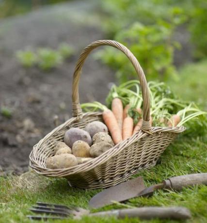 Košík zeleniny v zahradě.