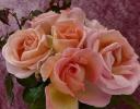 Sladká syrová růže byla uvedena na RHS Chelsea Flower Show
