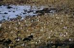 Celý ostrov Falkland s vlastní kolonií tučňáků je na prodej