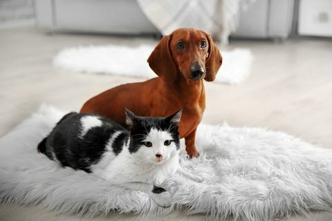 Pes a kočka na koberci