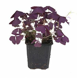 Purple Shamrock Plant 