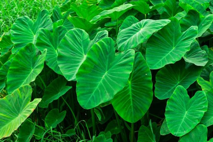 velké zelené listové albíni jako sloni ušní výhonky nebo hlavy lze zpracovat na jídlo tarogiant taro, zelené keře alocasia indica, dvouleté rostliny, vodní plevel, který se vyskytuje v tropech