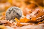 Pozdní narození ježci by mohli bojovat o přežití v zimě
