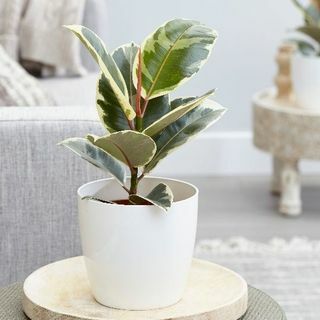 Ficus elastica 'Tineke'