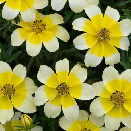 Bidens 'Golden Eye Improved'