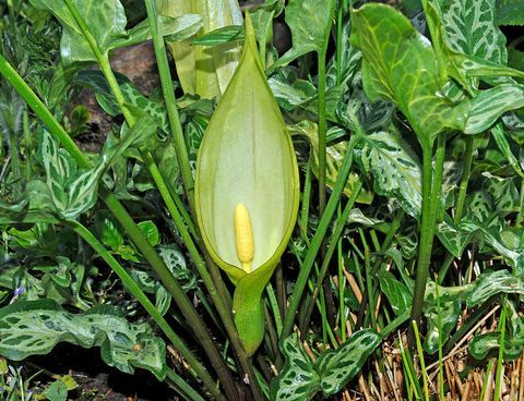 jedová zahrada: arum maculatum