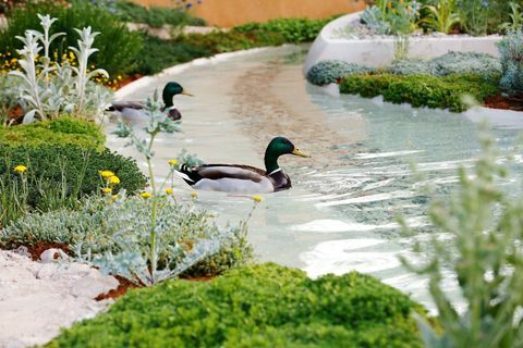 Kachny plavou na vodě v dubajské zahradě Majlis na RHS Chelsea Flower Show v Londýně, v úterý 21. května 2019.