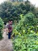 Michael Twitty vytváří nový druh zahrady v Colonial Williamsburg