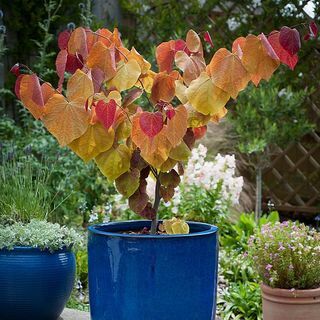 Cercis Canadensis ‚Věčný plamen‘®