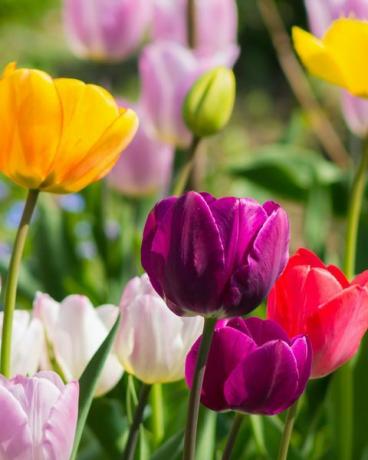 rostou tulipány