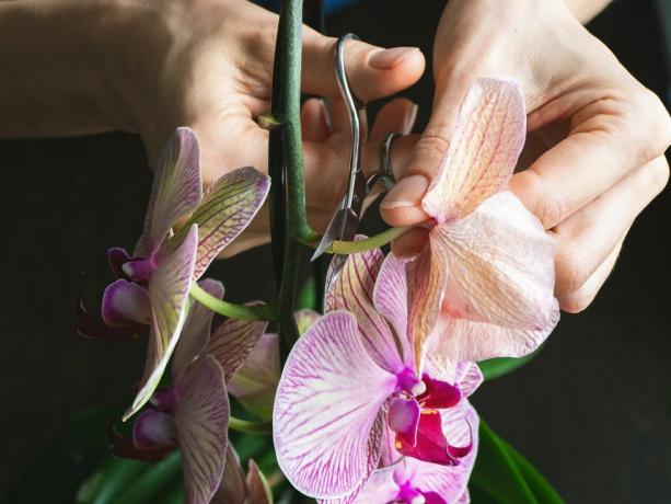 prořezávání poškozených květů orchidejí nůžkami domácí zahradnictví, chov orchidejí suchý sytě fialový květ hmyz, škůdci pokojových rostlin, úhyn orchidejí, zblízka