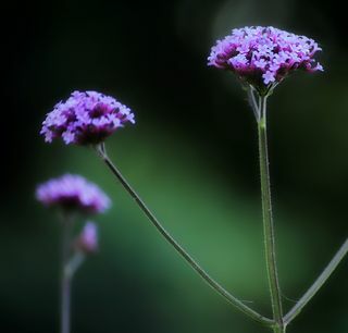 Verbena