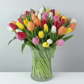 Organické smíšené tulipány