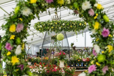 Květinová výstava Tatton Park 2019: Chrysanthemums Direct se dostane do centra pozornosti jako Master Grower