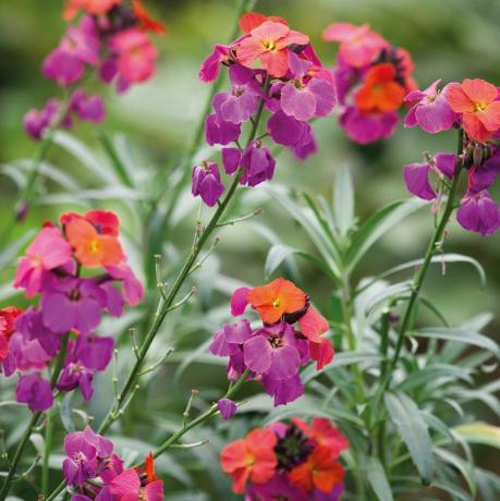 Erysimum 'Winter Orchid'