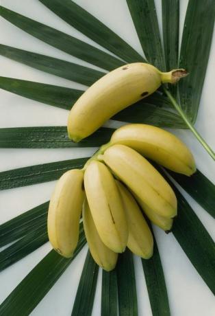 miniaturní ovoce, banány