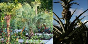 RHS Wisley zahrada - exotická zahrada