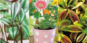Doma s rostlinami Ian Drummon a Kara O'Reilly - rostliny pro dětské prostory