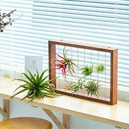 Mkono Air Plant Rám