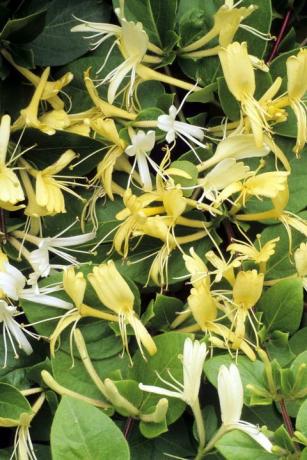 Lonicera japonica 'Halliana', zimolez japonský, bílé a žluté vonné květy