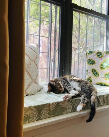 kočka spící na sedáku okna