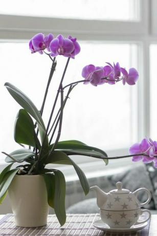 zblízka prázdného obývacího pokoje s fialovou orchidej