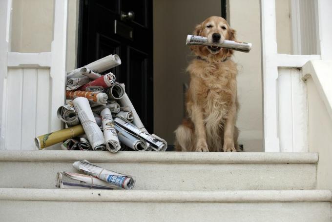 pes zlatého retrívra sedí u předních dveří a drží noviny