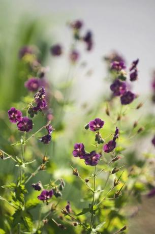 Herdy Geranium phaeum 'Samobor'