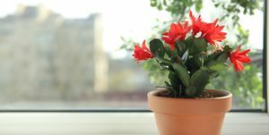 krásná kvetoucí rostlina schlumbergera vánoční nebo díkůvzdání kaktus v květináči na okenním parapetu prostor pro text