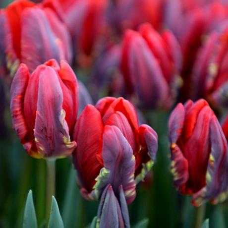 Tulipa 'Rococo'papoušek cibule tulipánů