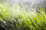 Proč byste nikdy neměli zalévat trávník ani během horkovlnné - letní zahrádkářské rady