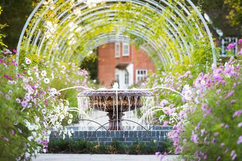 Wisteria Walk s květinami Cosmos v září v RHS Garden Wisley