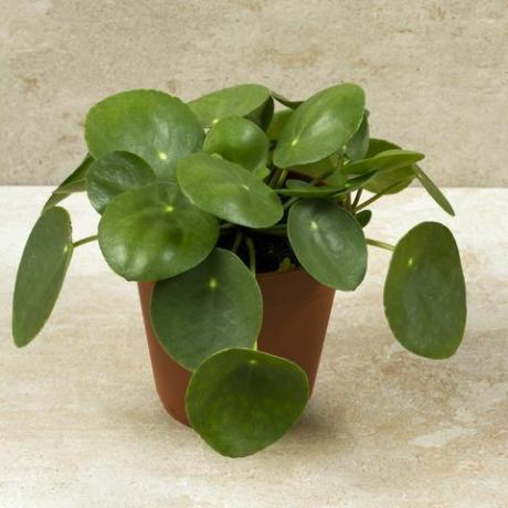 Pilea peperomioides, rostlina peněz v květináči. Jedna rostlina, béžové pozadí.