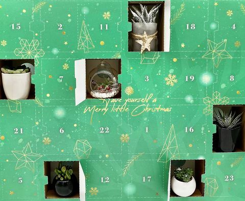 vánoční rostlinný adventní kalendář