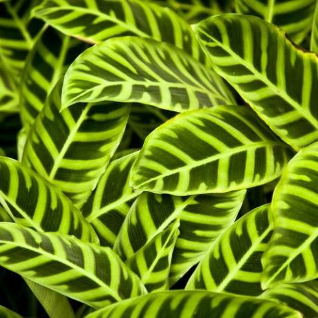 zblízka množství listů z rostlin calathea zebrina