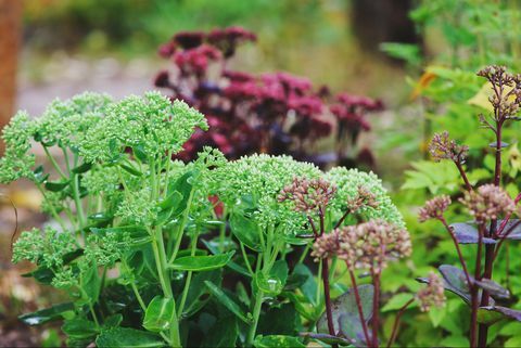 hraniční rostliny, různé hylotelephium spectabile sedum zasazené společně v letní zahradě fialový císař, brilantní a matrona sedum