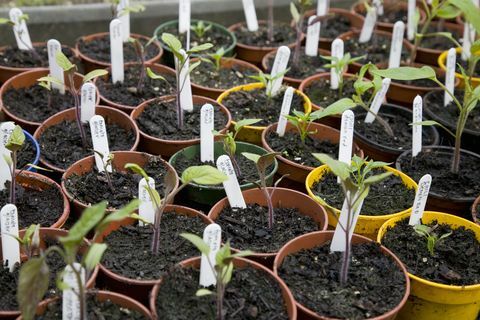 Mladé sazenice rajčat (Solanum lycopersicum). Smět