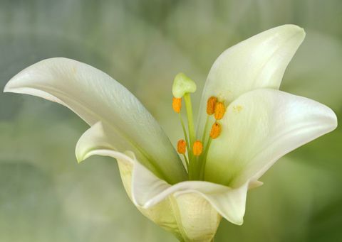 Lilium kandidum nebo Madonna Lily, je rostlina rodu Lilium, jedna z pravých lilií. Pochází z Balkánu a západní Asie.